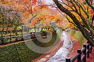 Autumn Landscape ,Autumn leaves atÂ Japanese garden, Kitano Tenmangu Shrine with Autumn colorful foliage maple trees in autumn